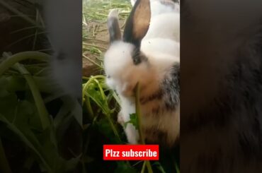 rabbit short | cute bunny | cute baby rabbit| #shorts