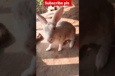 Rabbit's Cute baby playing video #shorts #funny #rabbit #viral #youtubeshorts #cute #animals #short