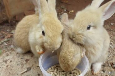 Cute Baby bunny