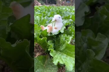 Cute Baby Bunny #short #shorts #rabbit #bunny #animal #animals #pets #pet #viral #viralvideo #cute