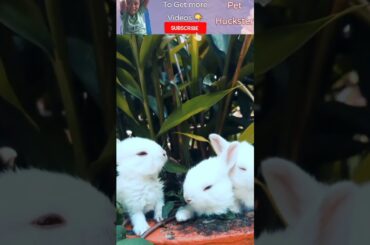 White cute bunny videos | Bunny | Rabbits #shorts #bunnygirl