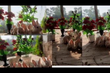 Rabbit's Cute baby eating Funny video #shorts #rabbit #bunny @ChandanArya656