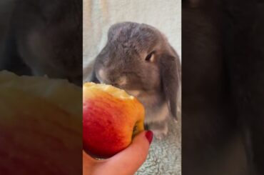 Cute Rabbit Eating Apple #shorts