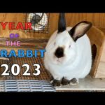 YEAR OF THE RABBIT | Simple Facts for Kids | CUTE BUNNY too