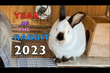 YEAR OF THE RABBIT | Simple Facts for Kids | CUTE BUNNY too