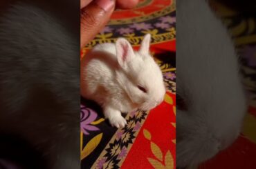 my cute rabbit baby #shorts #rabbit  #mrhonlinebd #mrhlifebd #pets #animals #mdrabbihowlader