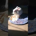Cute rabbit#short #shortvideo #cute #bunny #rabbit #viral #putuandtitli