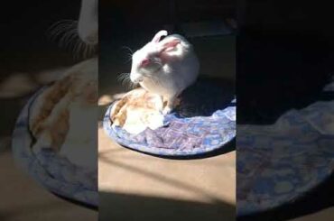Cute rabbit#short #shortvideo #cute #bunny #rabbit #viral #putuandtitli