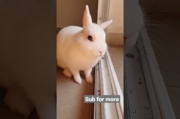 Cute bunny rabbit #shorts