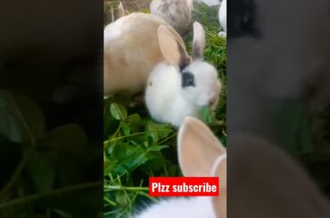 cute bunny | rabbit short #shorts