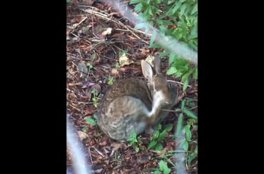 Cute bunny rabbit