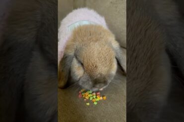 Cute bunny eating #rabbit #animals #shorts