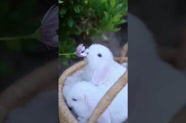 Cute #rabbit #shorts #petshorts #pets