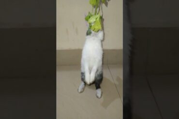 Cute Rabbit #cuterabbits #shorts #tubeinparrow