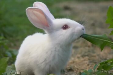 world of rabbits | very cute bunny