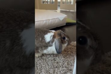 Cute bunny!