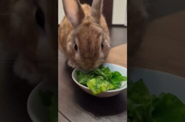Cute Funny Rabbits Eating | Cute Bunny #bunny #shorts #cute