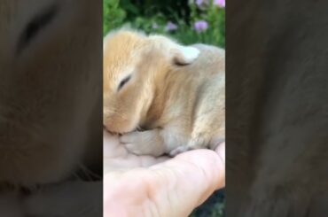 Lovely cute bunny cute video #shorts #viralvideo