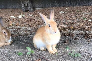 The fluffy baby rabbit sitting so well behaved is super cute!