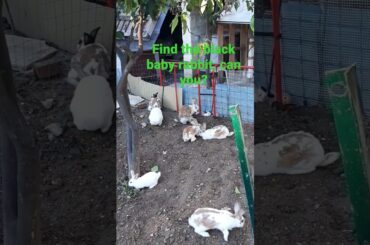 find the black baby rabbit #pets #animals #shorts #rabbits #humor #yt #cute #cutebaby #rabbit