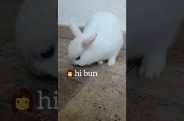 Cute bunny #shorts