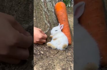 Funny Baby Rabbit #short #shorts #animal #animals #viral #viralvideo #pets #pet #cute #baby #bunny
