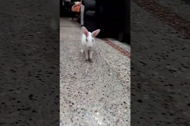 cute bunny running - #shorts #rabbit #viral #cuterabbit