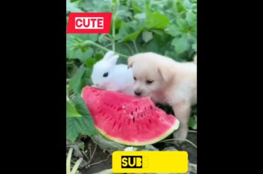 cute bunny and puppyy#animals #ytshorts #viralvideos #cutecat
