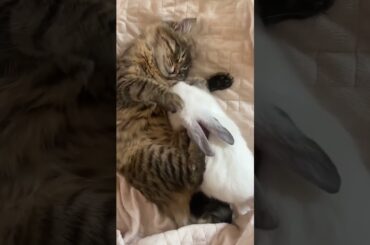 Cat Sleep with Cute Rabbit
