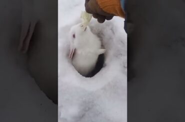 cute Rabbit