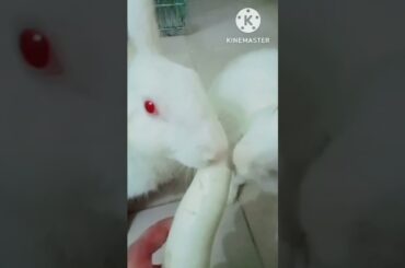 cute rabbit #youtubeshorts #shorts