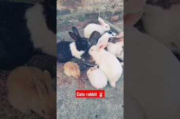 cute baby Rabbit #shorts #rabbit #rabbits #short #ytshorts #viral #animals #status