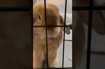Cute Bunny Lulu Wiggling her Nose