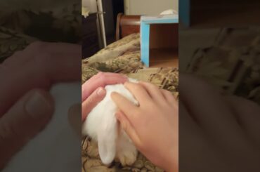 Cute Bunny!