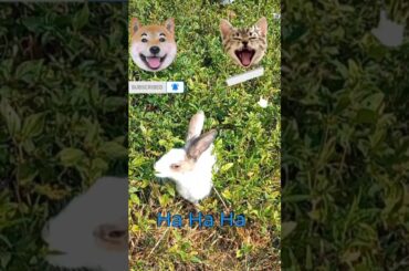 German shepherd Threats Cute Rabbit | Rabbits | German shepherd #shorts