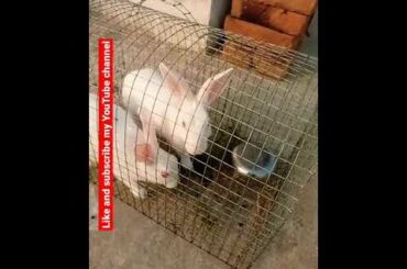 #cute #baby #rabbit #rating  #short #rabbit #bunny #animals