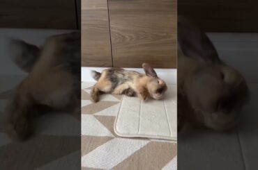 Cute Rabbit Floping #short #shorts #rabbit #bunny #animal #pets #pet #viralvideo #viral #cute #baby