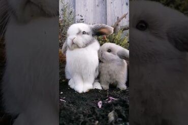Rabbits Short Video #short #shorts #rabbit #rabbits #bunny #pets #pet #viral #viralvideo #cute #baby