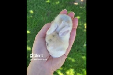 Cute baby rabbit #shorts