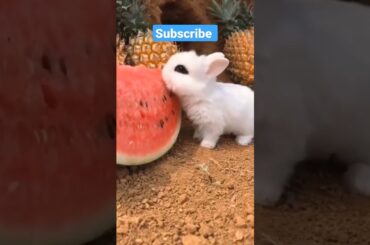 So Cute Rabbit Bunny #shorts #bunny #cutebunny