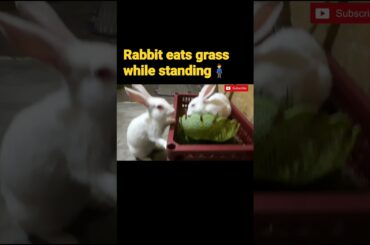 Cute rabbit eats grass while standing #shorts #youtubeshortsfeature #ytshortsindia