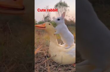 cute rabbit #shorts #viral