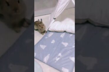 Cute bunny