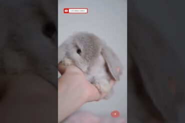 Cashmere lop | Cashmere lop Diet plan #shorts #rabbit #cashmere #lop #youtubeshorts #cute #animals