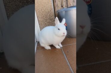 my cute bunny #rabbits #bunny