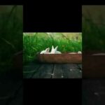 Animal Sound :Cute Rabbit #animals #animalmovies #shorts