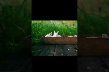 Animal Sound :Cute Rabbit #animals #animalmovies #shorts
