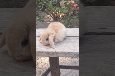 Cute Baby Bunny #shorts #youtubeshorts #cute