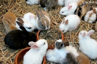 Cute Baby Rabbits Playing,Feeding Activities | Bunny Rabbit (Baby Rabbits)Birds And Animals
