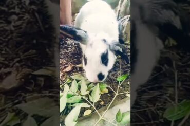 ||cute rabbit||#shortsfeed #trending #viral #rabbit #cuterabbit
